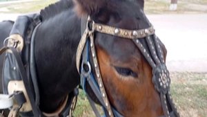 приехал в мгазин