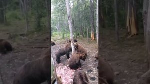 ! куча медведей в одном месте. жесть!