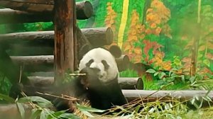 Московский зоопарк 1 июля 2025 год Панда ❤