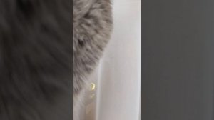 кот и кольска хыхы