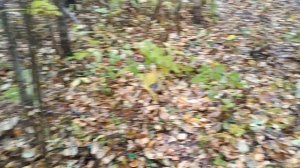 ☑️Дорога в никуда...Еле выбрался из таких трущёб...