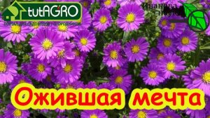 ЭТИ ЦВЕТЫ ЦВЕТУТ ДО КРЕПКИХ МОРОЗОВ! УЧАСТОК КРАСИВЫЙ ДО ПОЗДНЕЙ ОСЕНИ! Чем украсить сад до морозов.