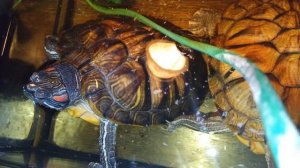 Красноухие черепахи 🐢 , утро 🌄 13-10-2025