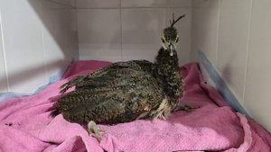 Загадка раскрыта: знакомьтесь, павлин Счастливчик! 🦚✨