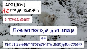 Собачья жизнь. Лучшая погода для шпица