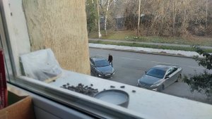 Синички осенние сестрички часть 1 🔥