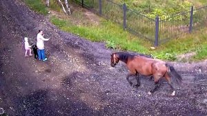 Лошади на свободном выгуле держат в страхе СНТ в Ленобласти