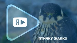 ПТИЧКУ ЖАЛКО / Экологи компании опекают крохотного дербника в Детской экологической станции
