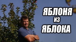 Яблоня из семечки в чем секрет