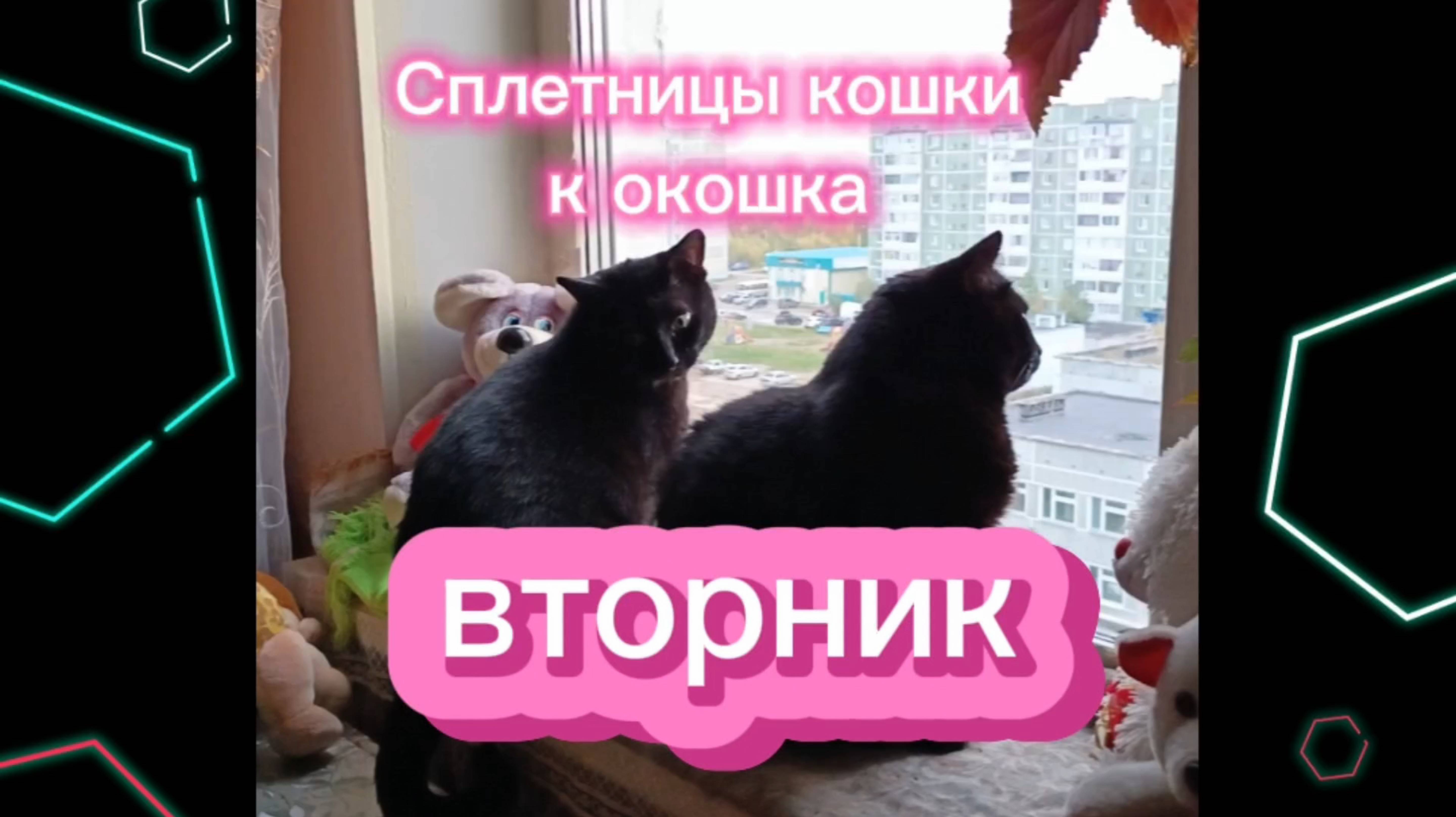 Кошки с озвучкой.