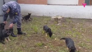 В питомнике служебного собаководства УФСИН России по Тюменской области родились 6 щенков