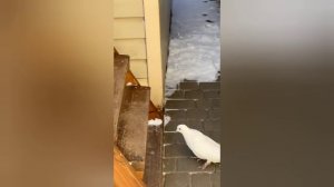 голуби Маношина А. И.