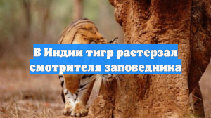 В Индии тигр растерзал смотрителя заповедника