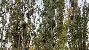 Живой будильник