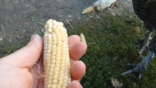 Мини кукуруза