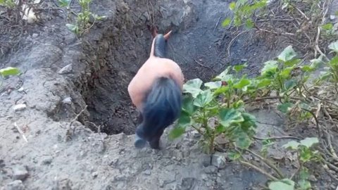 оживленные фото
