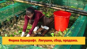 Ферма Бушкрафт в Пханге. Вьетнам. Лягушки, сбор, продажа