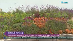 Зелёный переезд. На Московской площади разбирают сад-трансформер
