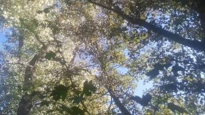 VID_20251013_104840.mp4