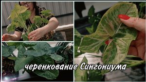 #Комнатныецветы Черенкование Сингониума. Результат спустя месяц