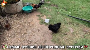 Цыплята и Курочки селяночки лучшие беспородные несушки 🥚 (353)