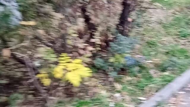 Кисловодск. Бешеная собака и мусорная свалка на ул. Ленинградской, возле энергоузла! 12.10.2025 г.