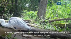 Серая цапля из калужского заповедника попала в объектив фотоловушки