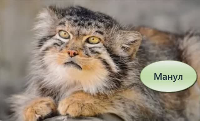 Манул дикий кот