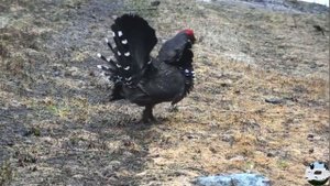 Канадская дикуша Canachites canadensis