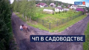 ВЕСТИ 24 Санкт-Петербург от 13.10.2025