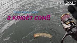Когда ищешь судака, а клюёт сом!!