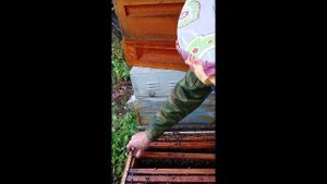 9.10.2025г. Сегодня на пасеке Подгорное. Отбираю мед с плюща.