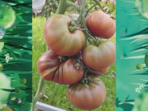 Томат Муаровый закат