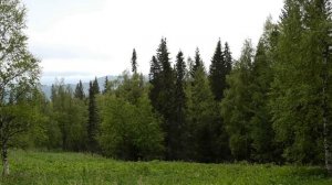 Утренний лес, пение птиц, вид на Инзерские Зубчатки. Звуки природы лечат душу.