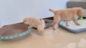 Борьба щенков за игрушку - 2025 год