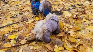 Масик и Санёчек