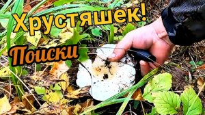 Этот лес нам принёс подарки! Как мы грузди искали