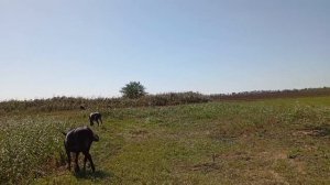 мулы на выпасе1