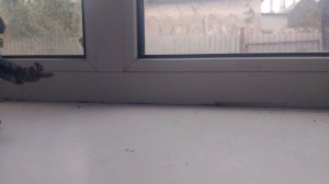 мультик клешрояль.mp4