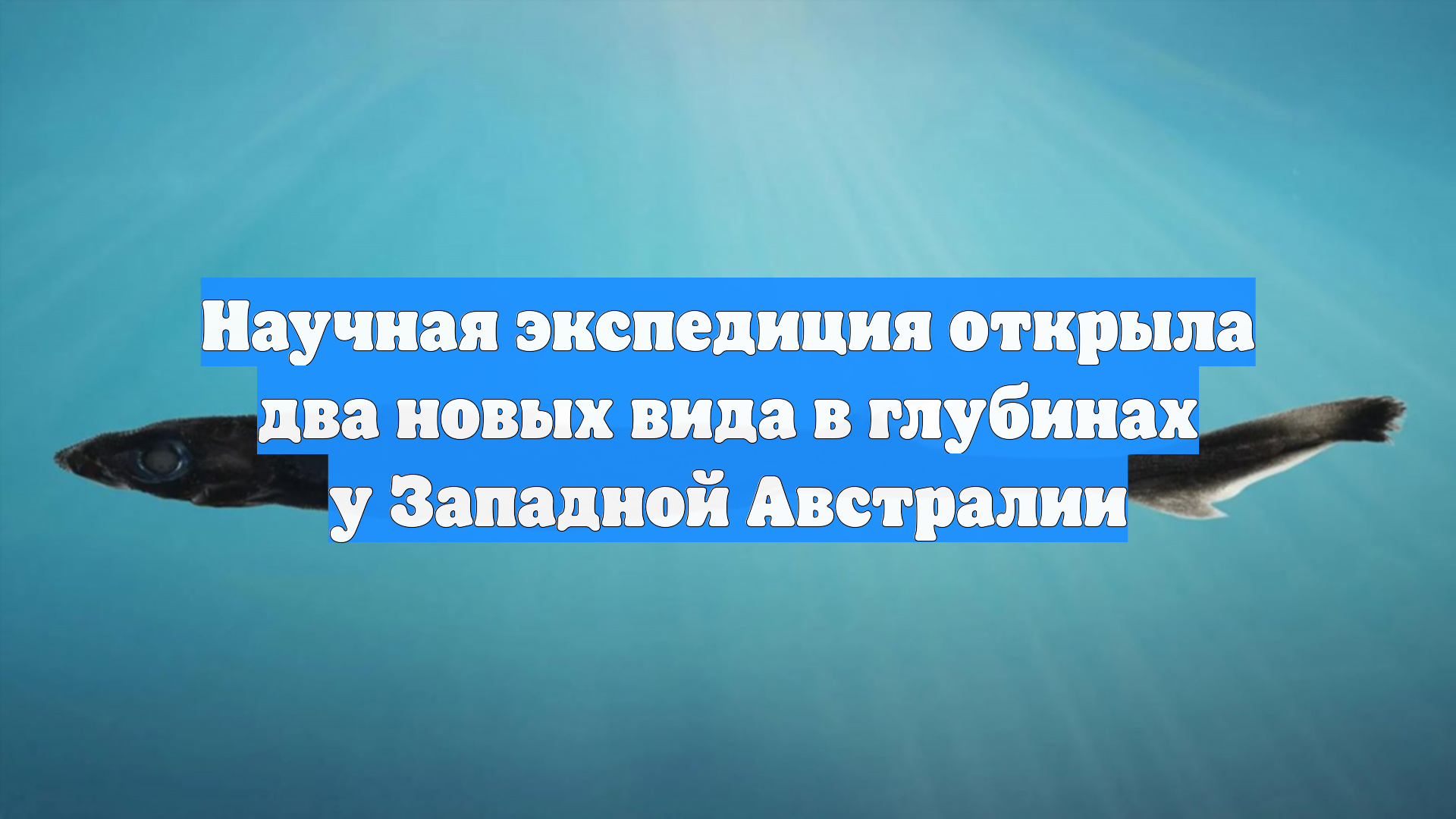Научная экспедиция открыла два новых вида в глубинах у Западной Австралии