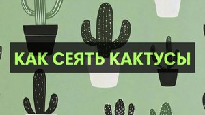 Как сеять кактусы. Справится даже новичок