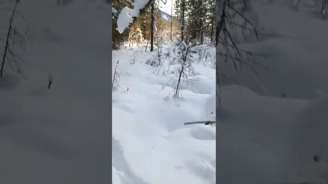 Охотничий сезон первый заход 2023