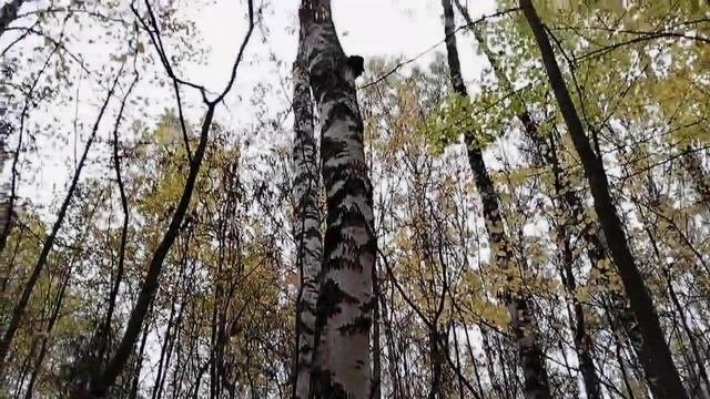 1. Открытие моего сезона сбора чаги