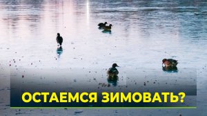 Дикие утки Нового Уренгоя не спешат мигрировать в тёплые края