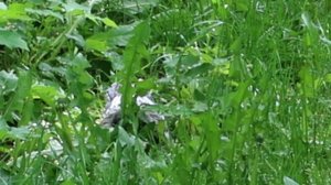 Вороненок прячется в траве