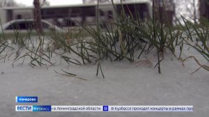 Под тяжестью зимы: устоят ли ещё зелёные деревья под снежными шапками?