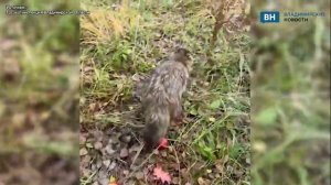 Енотовидную собаку спасли в Гусь-Хрустальном