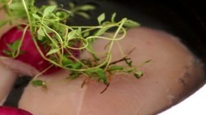 Салат с вареной грудкой