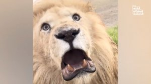 Смешные дикие и домашние животные