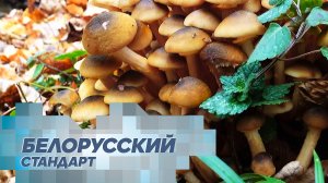 Как выращивают и собирают грибы в Беларуси?
